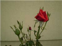 bf9a5783-Picture 045.jpg